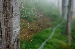 Network by Rosmarie Voegtli from Flickr